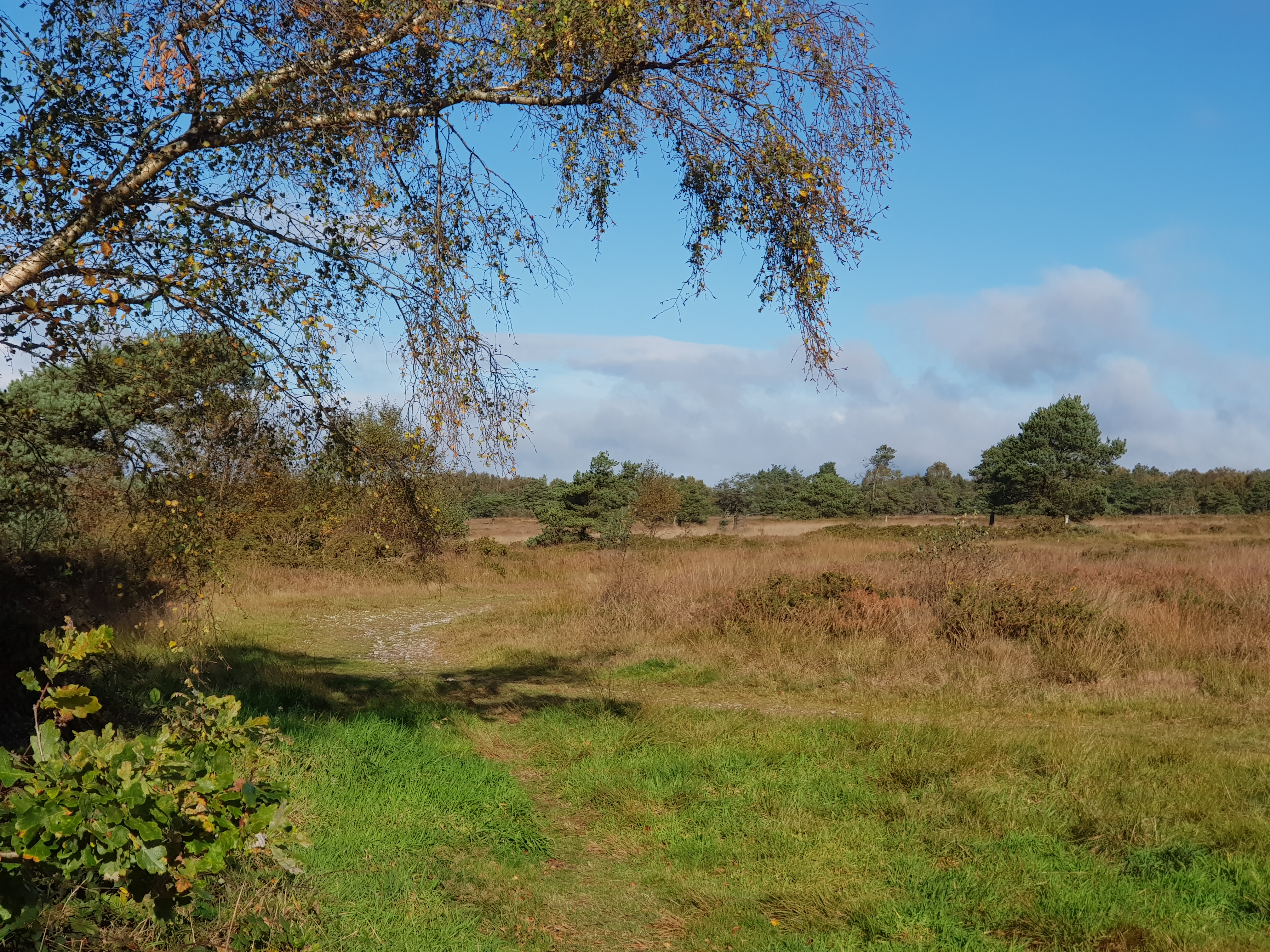 Ideford Common